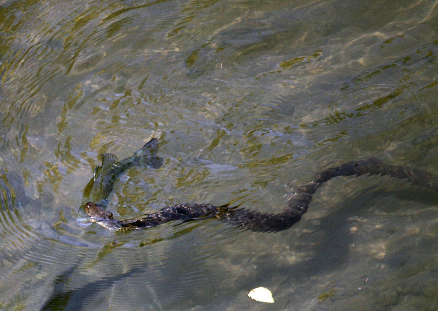 snake 9.jpg